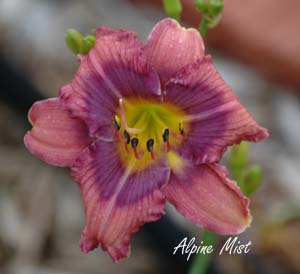 ALPINE MIST   #288